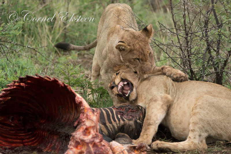 Impodimo Game Lodge Заповедник Мадикве Экстерьер фото