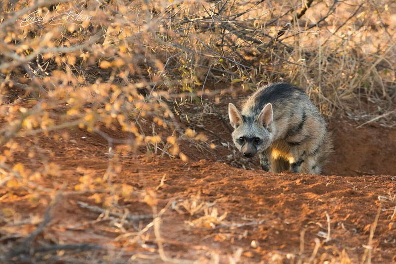 Impodimo Game Lodge Заповедник Мадикве Экстерьер фото