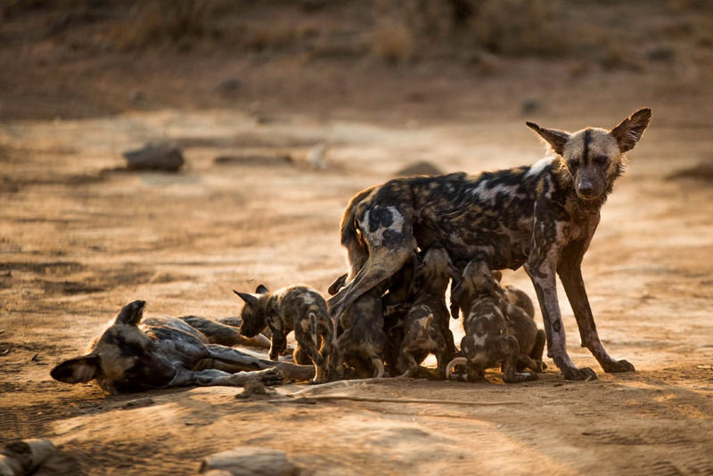 Impodimo Game Lodge Заповедник Мадикве Экстерьер фото