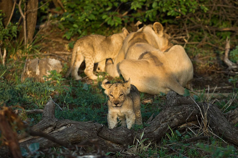 Impodimo Game Lodge Заповедник Мадикве Экстерьер фото