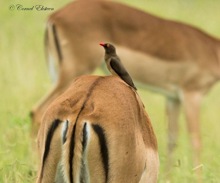 Impodimo Game Lodge Заповедник Мадикве Экстерьер фото