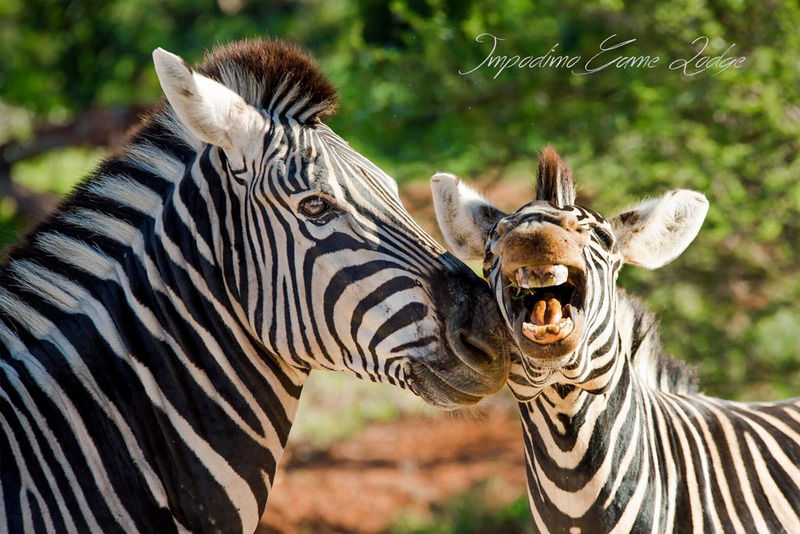 Impodimo Game Lodge Заповедник Мадикве Экстерьер фото