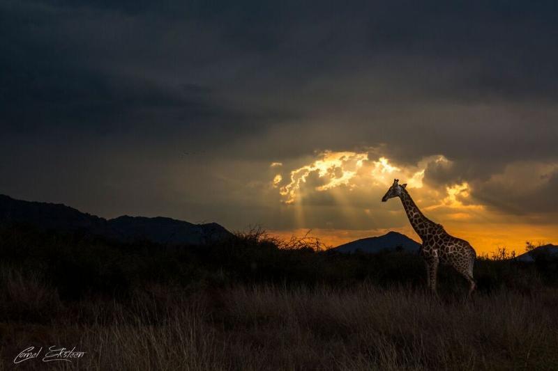 Impodimo Game Lodge Заповедник Мадикве Экстерьер фото